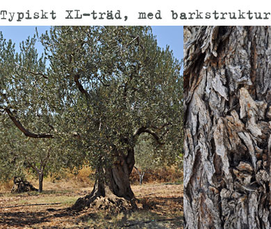 Typiskt_XL Typiskt_XL